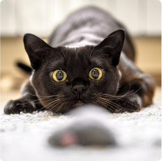 Shop Cat
