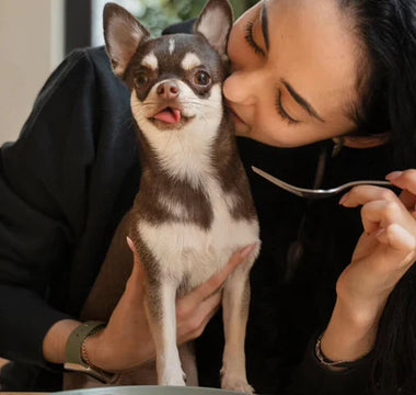 How to Potty Train a Puppy or Dog in an Apartment