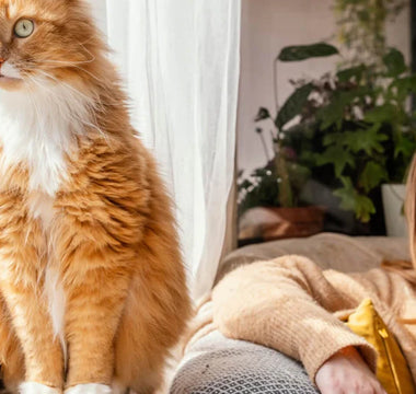 Everything You Need to Know About Cat Scratch Fever