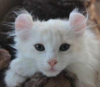 Meet The American Curl Cat