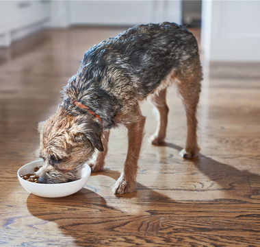 Recognizing Common Signs Of Aging In Your Dog