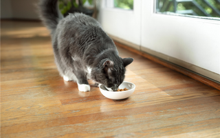 The Importance Of Protein In Your Cat's Food