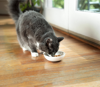The Importance Of Protein In Your Cat's Food