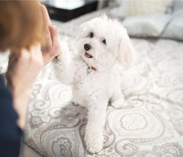 What To Expect When Starting Your Puppy's Training Mogupets