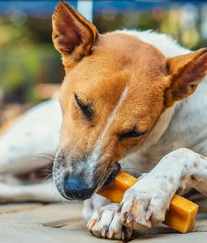 [BUY 1 FREE 1] Dogsee Medium Bars: Long-lasting Dental Chews For Medium Dogs